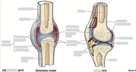 Lecture Synovial Joint Other Joints Diagram Quizlet