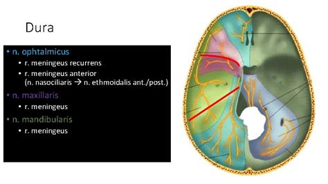 Nervus Trigeminus Trigeminus Neuralgia Ok 2018 10 24