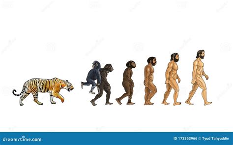 Evolution And Tiger Color Illustrations White Background ...