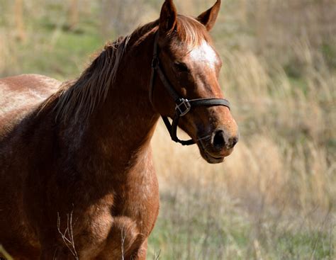 Horse At Farm Free Stock Photo - Public Domain Pictures