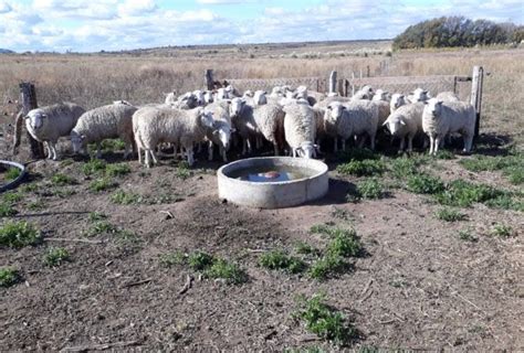 Ansl Abri El Plazo Para La Presentaci N De Proyectos Caprinos Y Ovinos