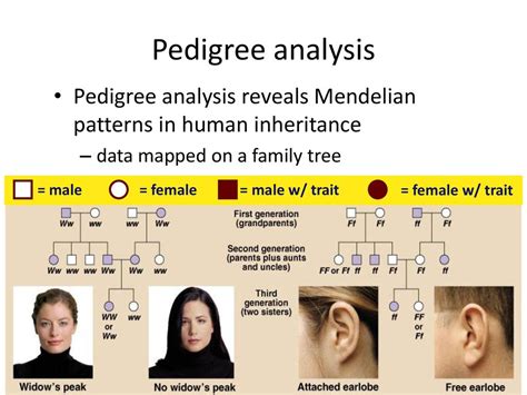 Pedigree Analysis Pedigree Analysis Reveals Mendelian Patterns In Human