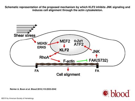 Klf Induced Actin Shear Fibers Control Both Alignment To Flow And Jnk