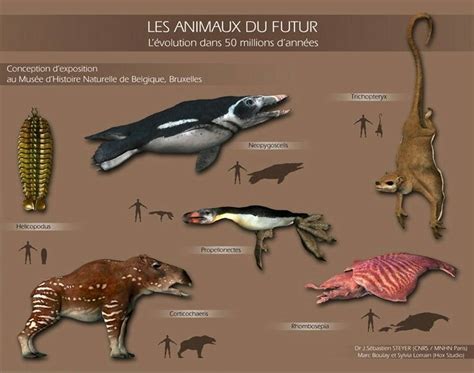 Future Evolution Of Animals