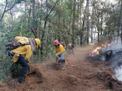 Más 500 Hectáreas De Bosque Afectadas Por Incendio En Áporo Senguio