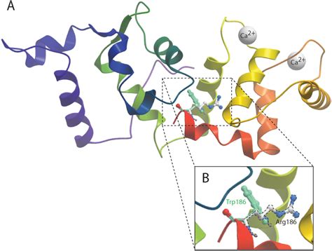 The C Terminal Helix Of Cib Mutation May Be Destabilized Because Of