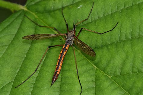 Crane Fly Tipula Bugguide Net