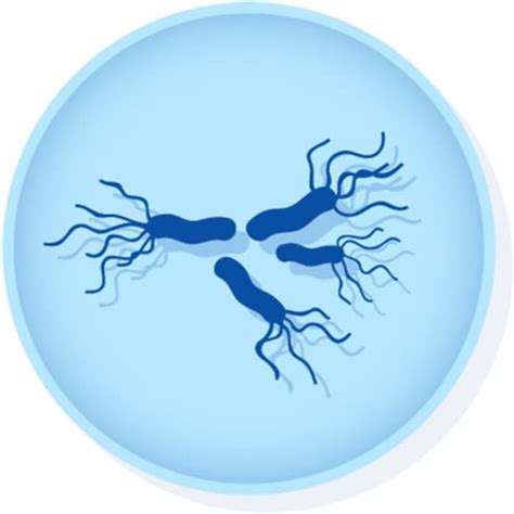 Microbiologics Salmonella Enterica Subsp Enterica Serovar Typhimurium