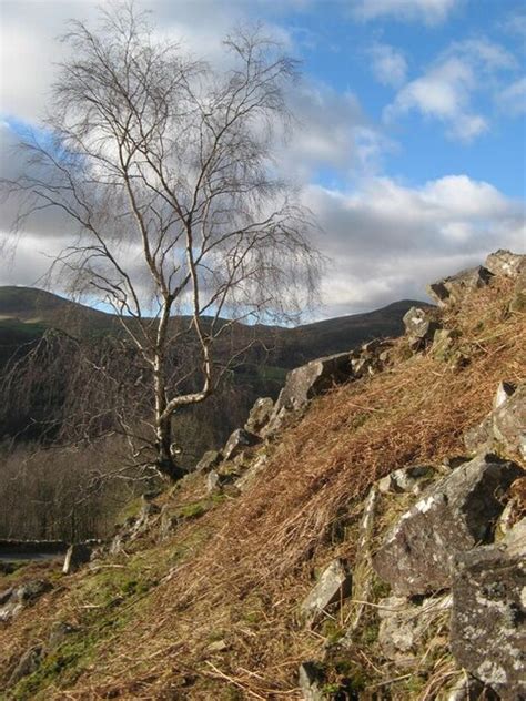 Hillside With Birch Tree Jonathan Wilkins Cc By Sa 2 0 Geograph