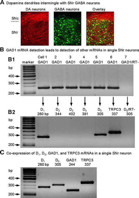 The Snc Da Dendrites Intermingle With Snr Gaba Neurons Expressing D