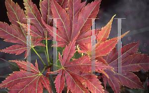 Horticopia Acer Palmatum Matsumurae Group Iijima Sunago