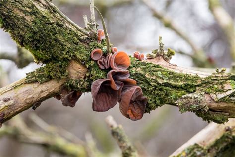 Identifying Mushrooms In The Garden Treatment And Causes Plantura