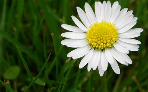 HD White Daisy Wallpaper | Download Free - 110355