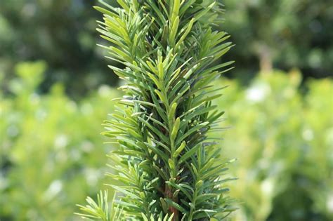 S Uleneibe Fastigiata Taxus Baccata Fastigiata Baumschule Horstmann