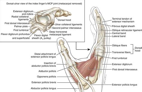 Forearm Wrist And Hand Musculoskeletal Key