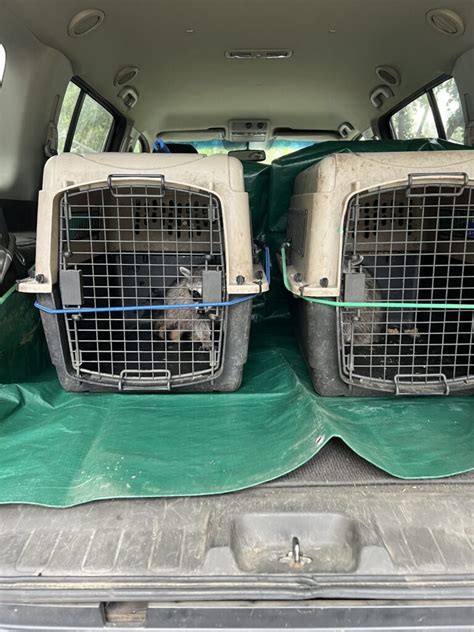 Rescuing Hope: A Tale of Two Raccoon Kits on Their Journey to Freedom ...