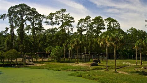 Jardin zoologique Jacksonville Zoo and Gardens, FL, USA : locations de ...