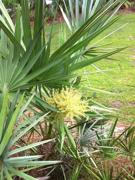 Green Saw Palmetto Palm Serenoa Repens Fast Growing Palms