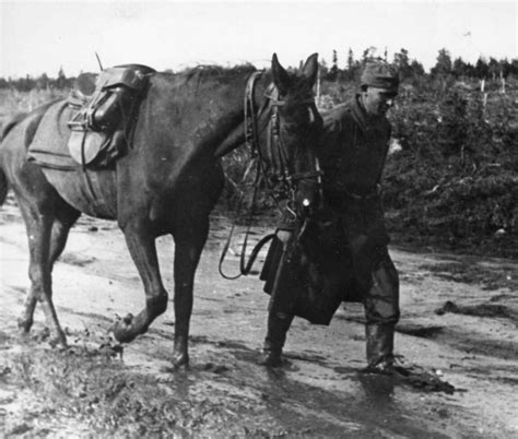 Warhorses—collateral casualties of WWII - Warfare History Network