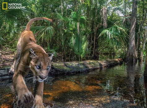 National Geographic Explorer And Conservation Photographer Carlton Ward