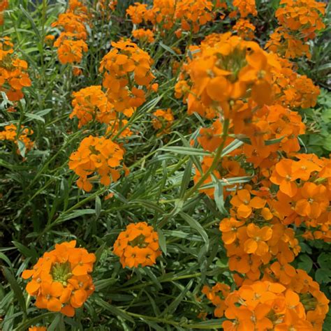 Starter Plant Of Siberian Wallflower Erysimum X Allionii