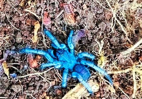 Blue Tarantula