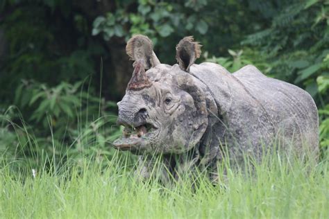 What’s killing Nepal’s rhinos? - OnlineKhabar English News