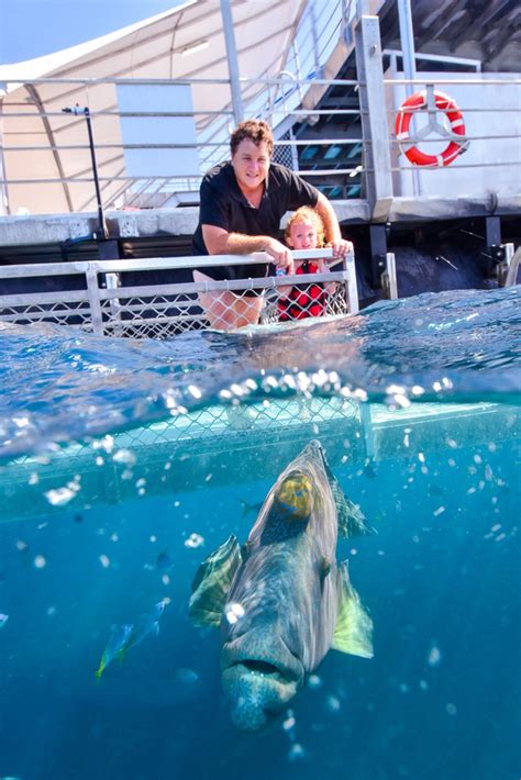 Cairns Great Barrier Reef Tours Non Swimmers Families Pontoon