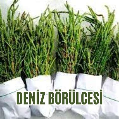 Deniz B R Lcesi Prof Dr Nevrez Koylan