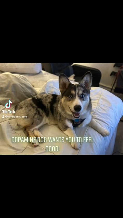 Dopamine Dog Now With Music Rincorgnito