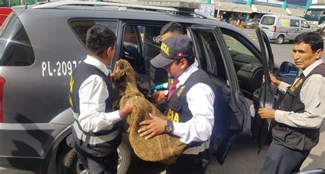 Arequipa mujer envenenó a sus dos hijos e intentó quitarse la vida