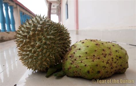 Durian Belanda