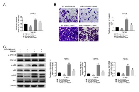 Effects Of Overexpressed Mir 149 And Trpm7 On The Proliferation And Download Scientific Diagram