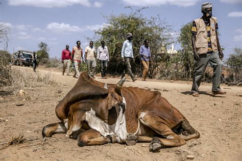 FAO Warning Millions Face Starvation as La Niña Induced Drought