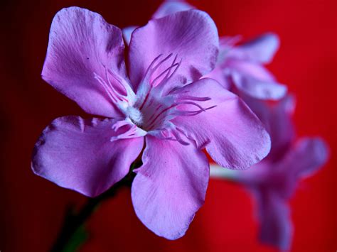 Purple Oleander Flower