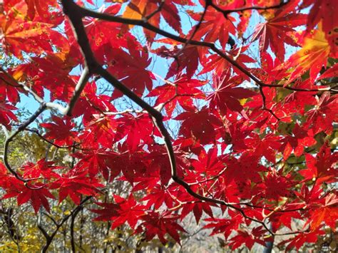 大船山 紅葉祭りだ ゴルゴ0014さんの九重山（久住山）・大船山・星生山の活動データ Yamap ヤマップ