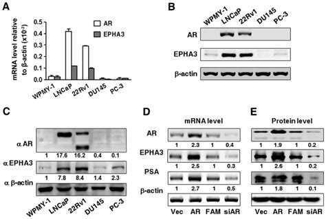 Androgen Receptor Induces Epha Expression By Interacting With