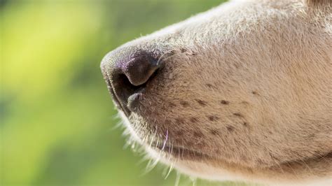 Focinho Dicas Boas Pra Cachorro