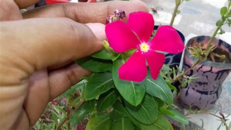 159 How To Grow Vinca Plant From Cutting And Seeds YouTube