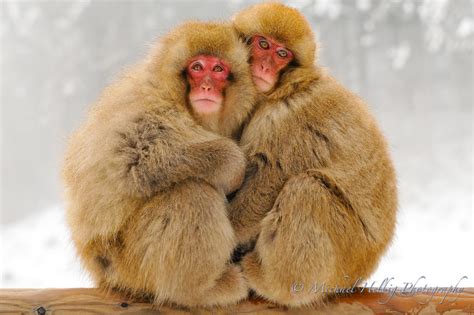 Snow Monkeys - Jigokudani (Nagano) - Michael Helbig Photography