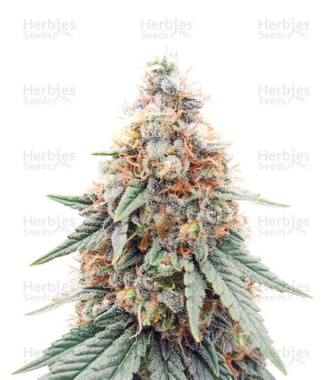 Buy Northern Lights feminized seeds by Herbies Seeds - Herbies Seeds