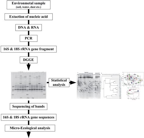 Flow Diagram Of Pcr Dg Dgge Double Gradient Denaturing Gradient Gel Download Scientific