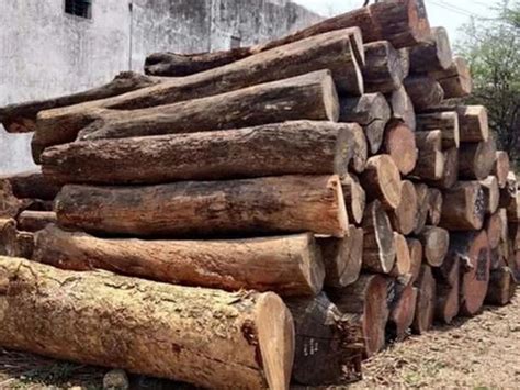 Pine Wood Timber Log At Rs Cubic Feet Logs Of Wood In Ongole