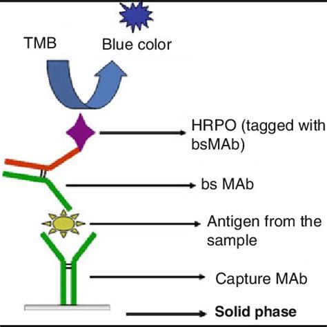 4 Schematic Representation Of Antibody Complex Formed During