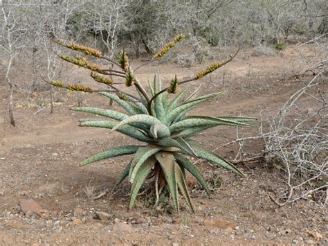 Tipos De Aloe Para Decorar Tu Patio O Terraza