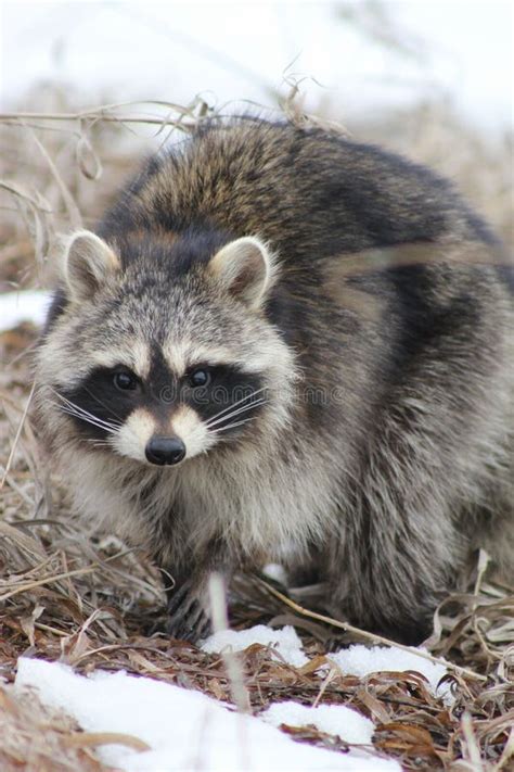 Vertical Shot Of A Guadeloupe Raccoon During Winter Stock Photo Image