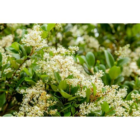 Privet Tree Leaves