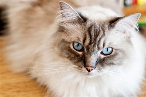 Raças de gato peludo - Conheça o nosso top 5! | Petlove