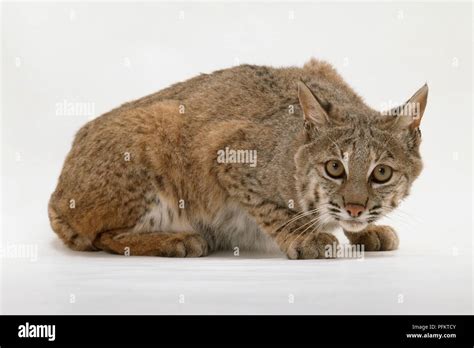 bobcat lynx rufus  crouching position   camera stock