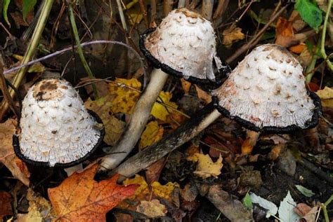 12 Common Mushrooms In Minnesota Star Mushroom Farms